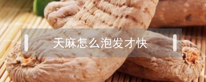 天麻怎么泡發才快