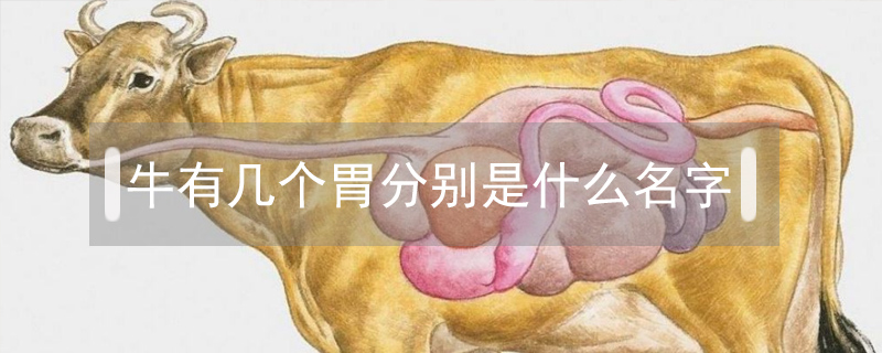 牛有幾個胃分別是什么名字