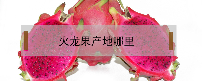 火龍果產地哪里
