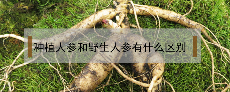 種植人參和野生人參有什么區(qū)別