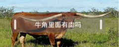 牛角里面有肉嗎