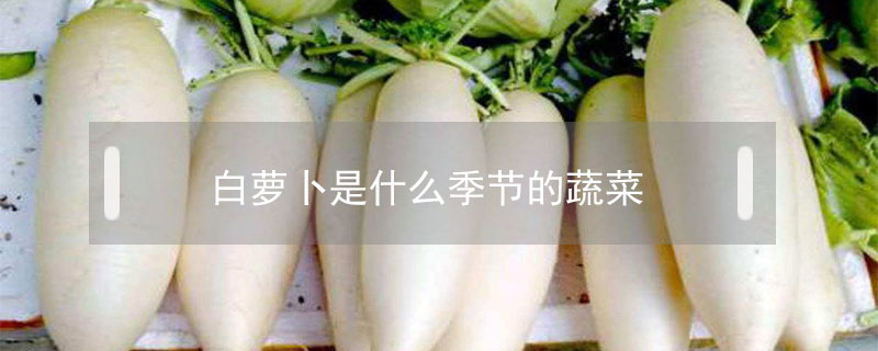 白蘿卜是什么季節的蔬菜