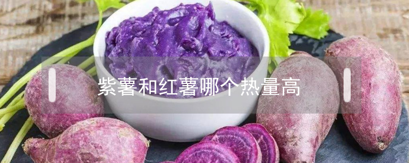 紫薯和紅薯哪個熱量高