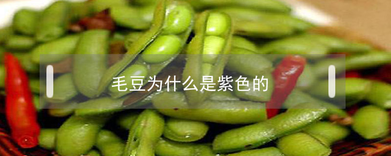 毛豆為什么是紫色的