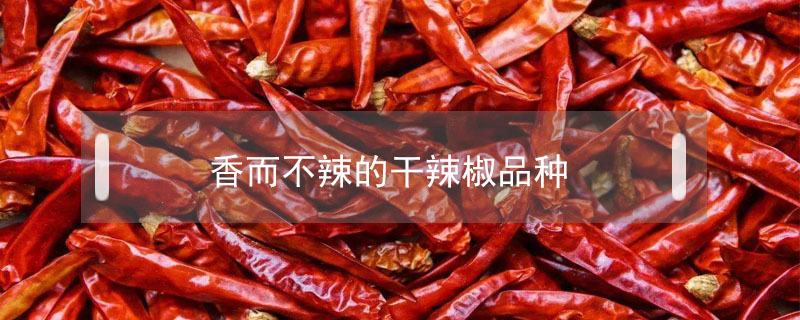 香而不辣的干辣椒品種