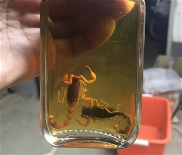 活蝎子能直接泡酒嗎