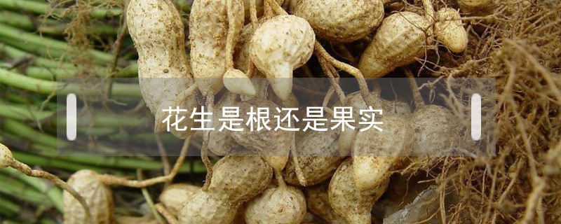 花生是根還是果實