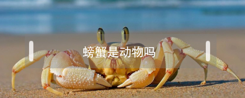 螃蟹是動(dòng)物嗎