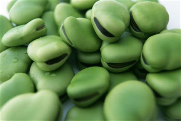 吃蠶豆對(duì)身體有什么不好