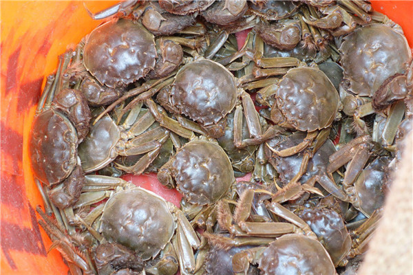河蟹吃什么能養活