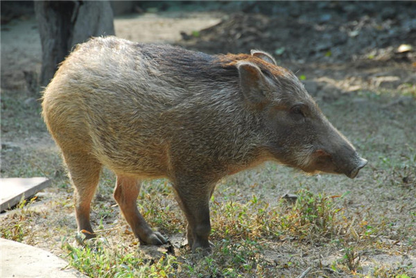 野豬是保護(hù)動物嗎