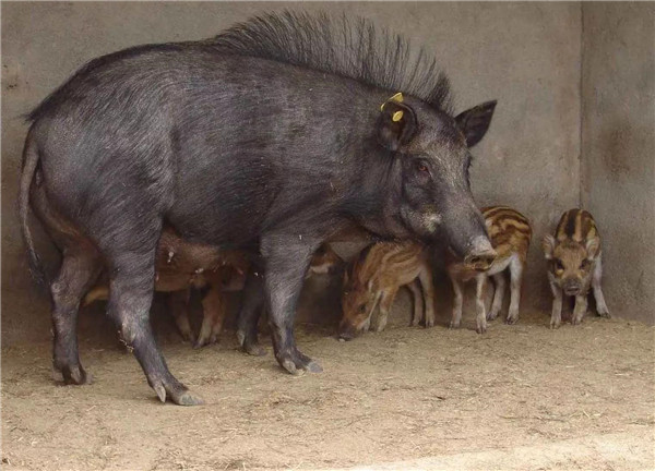 野豬是保護(hù)動物嗎