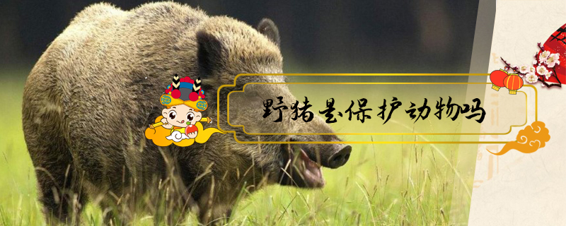 野豬是保護(hù)動物嗎