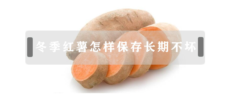 冬季紅薯怎樣保存長期不壞